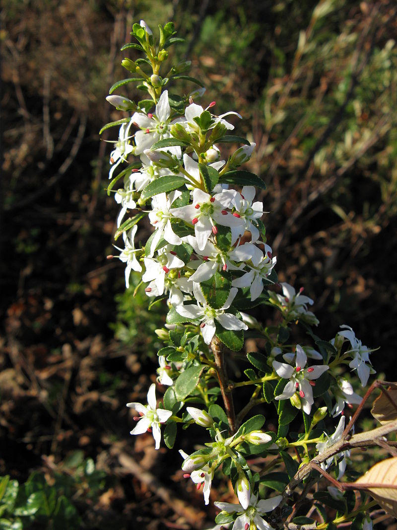 Agathosma crenulata